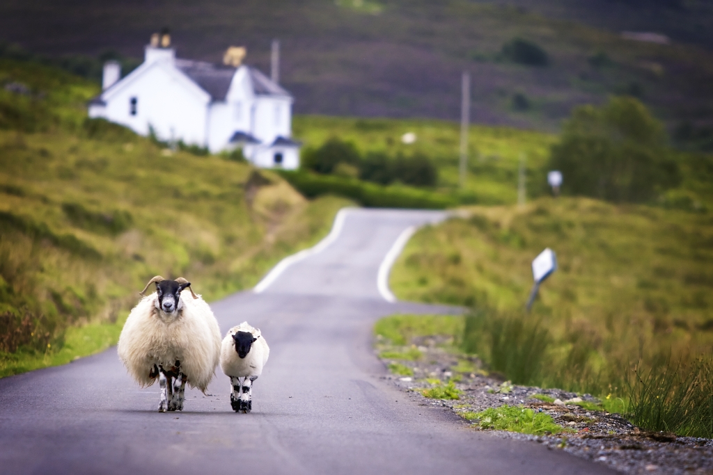 Two-sheep-Scotland