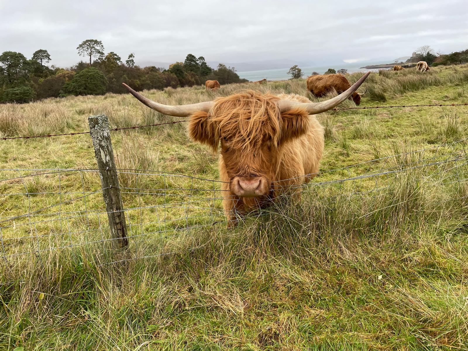 Highland Cow Mull